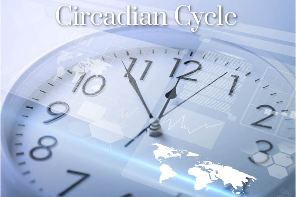 Circadian Cycle
